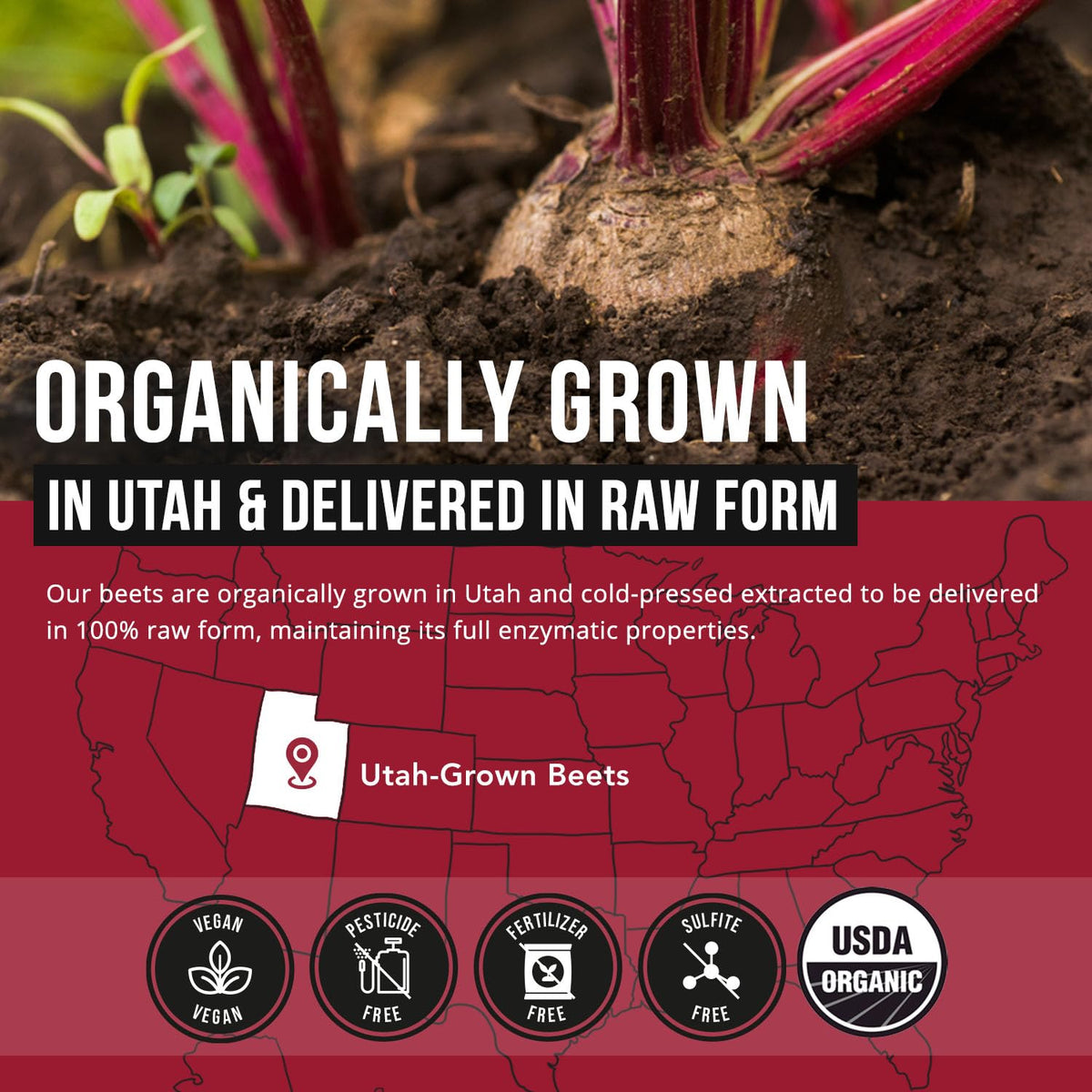 Beet Root Capsules G66059