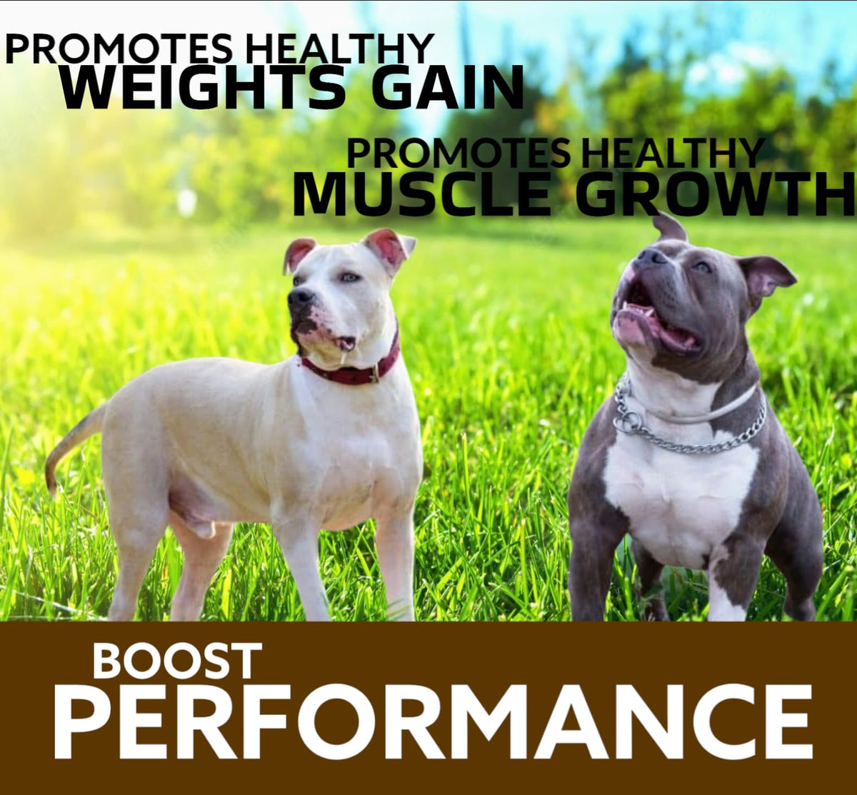 Chewable Tablets for Dogs L84248