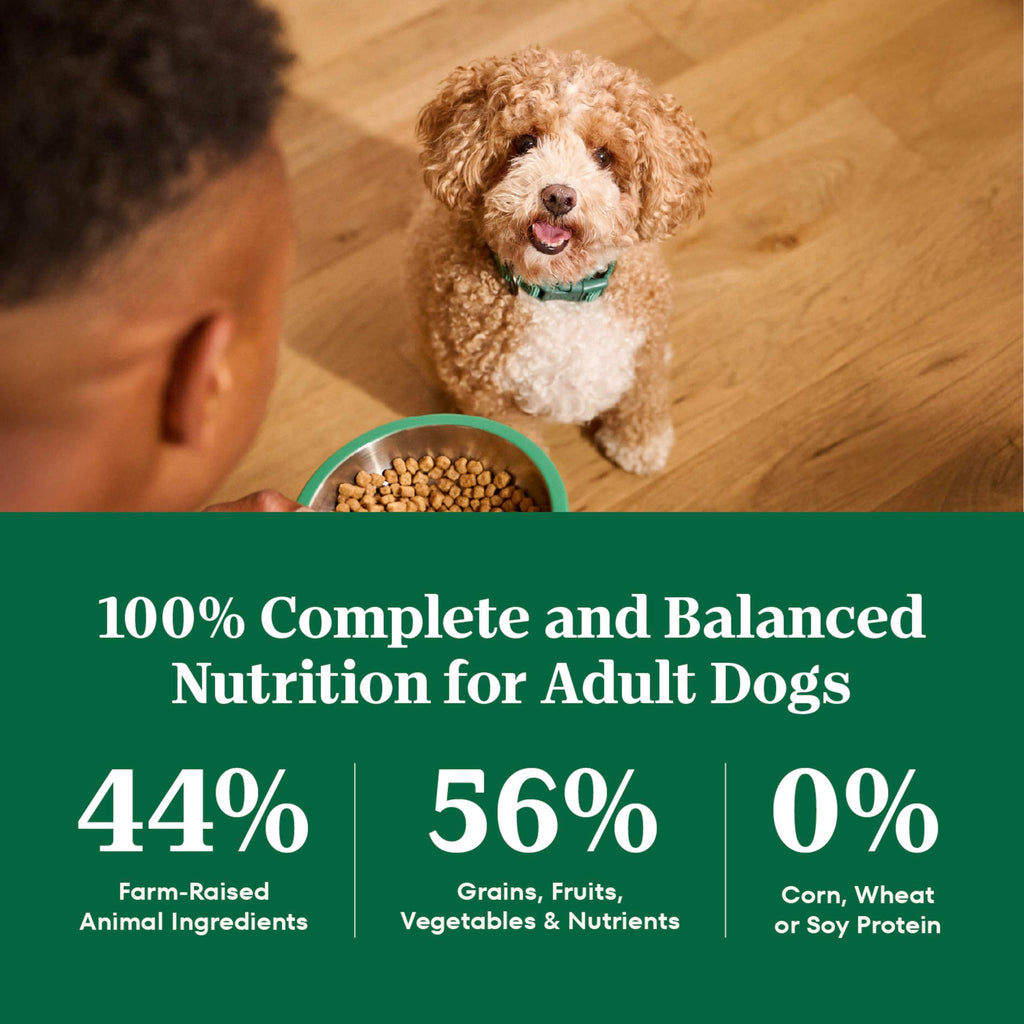 Chicken & Rice Dry Dog Food L467934