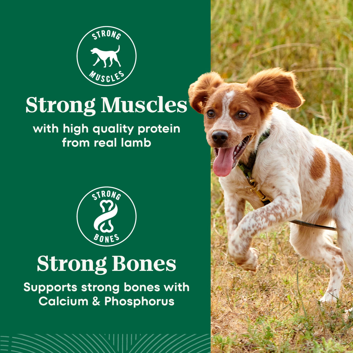 Chicken & Rice Dry Dog Food L467934
